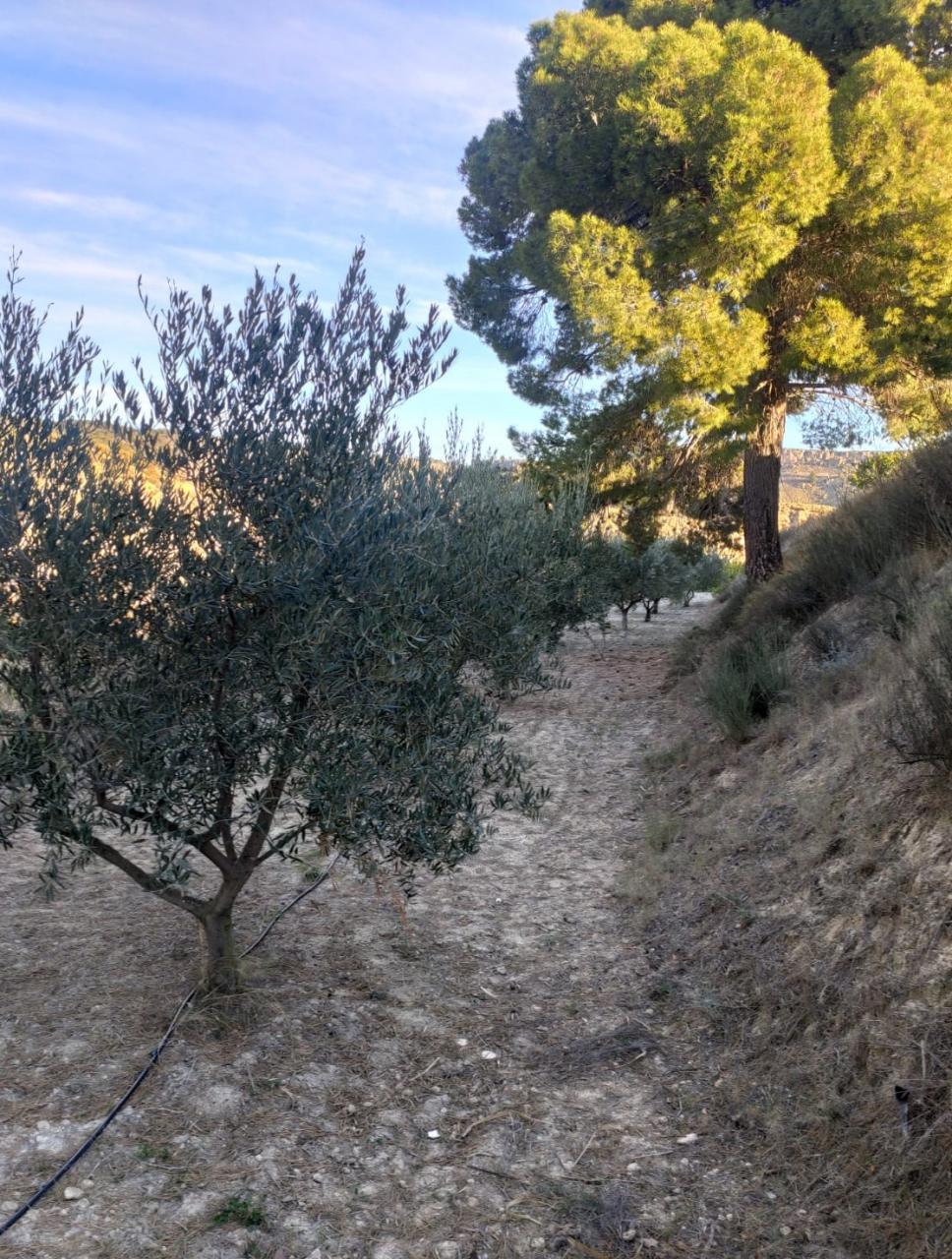  FINCA DE LIMONEROS CON CASETA EN MULA